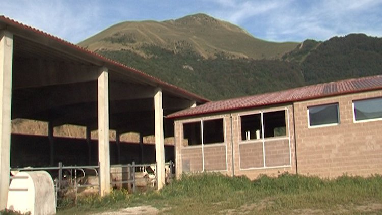 Al Ripollès hi ha 480 explotacions ramaderes segons el Departament d'Agricultura