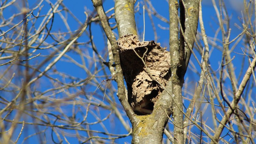 Un niu de vespa velutina a la carretera d'Olot de Ripoll