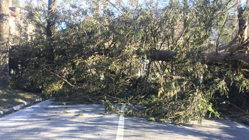 Un arbre caigut al mig de la carretera a Camprodon