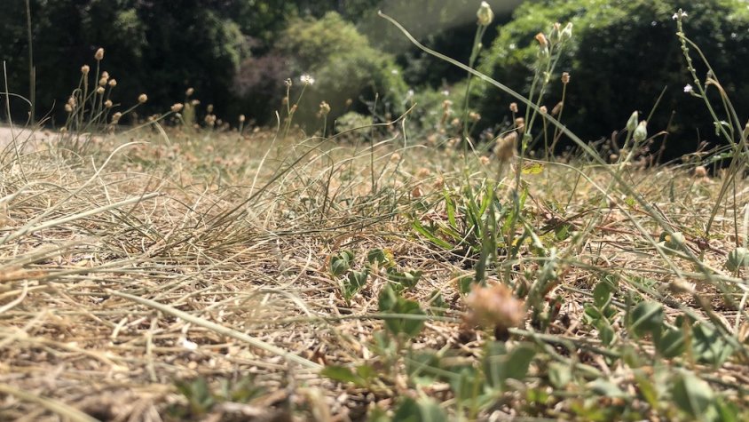 Un jardí amb herba molt seca a Ripoll