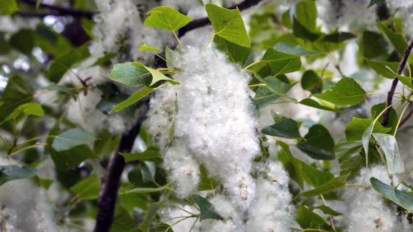 L'al·lèrgia al pol·len és molt freqüent