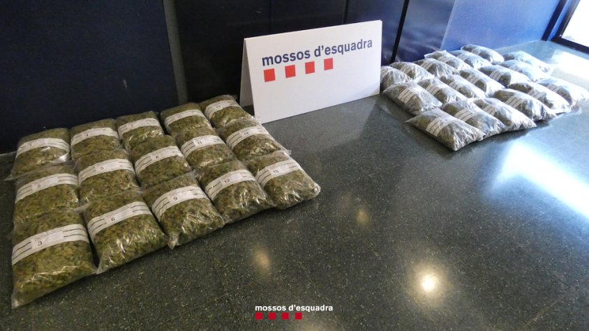 Els cabdells de marihuana intervinguts pels agents | Mossos d'Esquadra