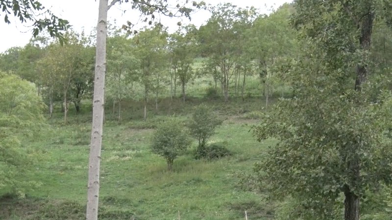 Espai de caça a Llanars
