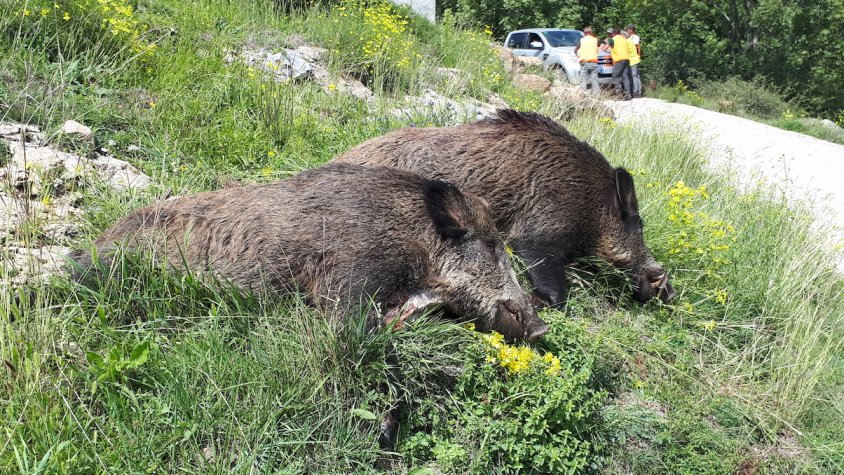 Dos exemplars morts en les batudes de senglars d'aquest dissabte a Vilallonga
