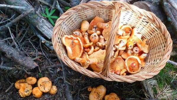 Campelles és un territori ric, sobretot en rovellons