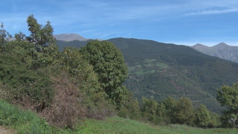 Un dels boscos de Campelles freqüentat pels boletaires