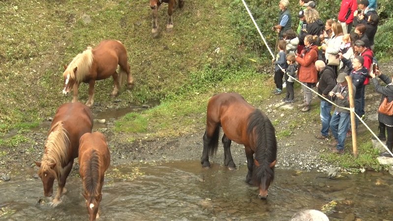 Els cavalls bebent aigua a mitja baixada