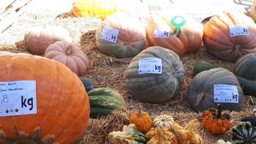 Algun dels exemplars destacats d'aquesta fira