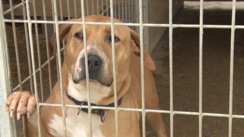 Un dels gossos del Refugi d'Animals del Ripollès