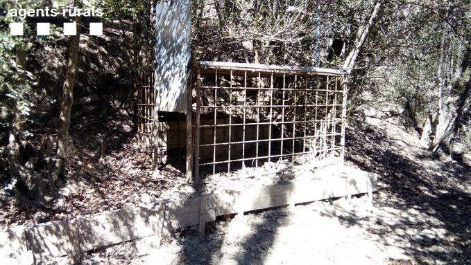 Comissen 4 senglars utilitzats per ensinistrar gossos de caça major