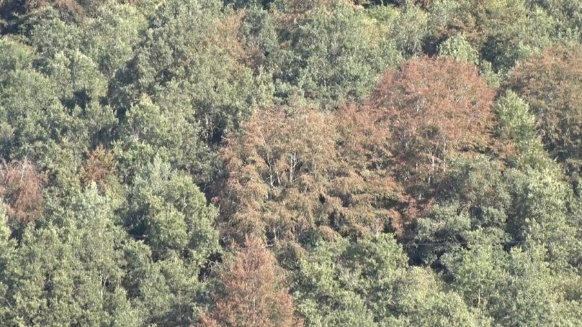 Un bosc a Vallfogona aquest cap de setmana