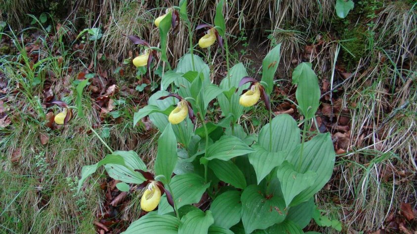 Sabatetes de la Mare de Déu