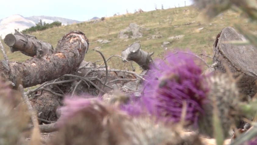 Zona d'alta muntanya a Molló