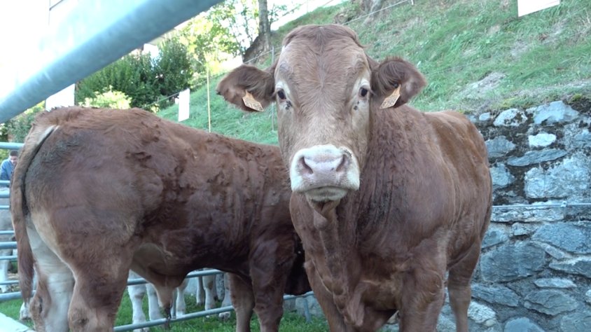 Aquest any s'han exposat 150 caps de bestiar