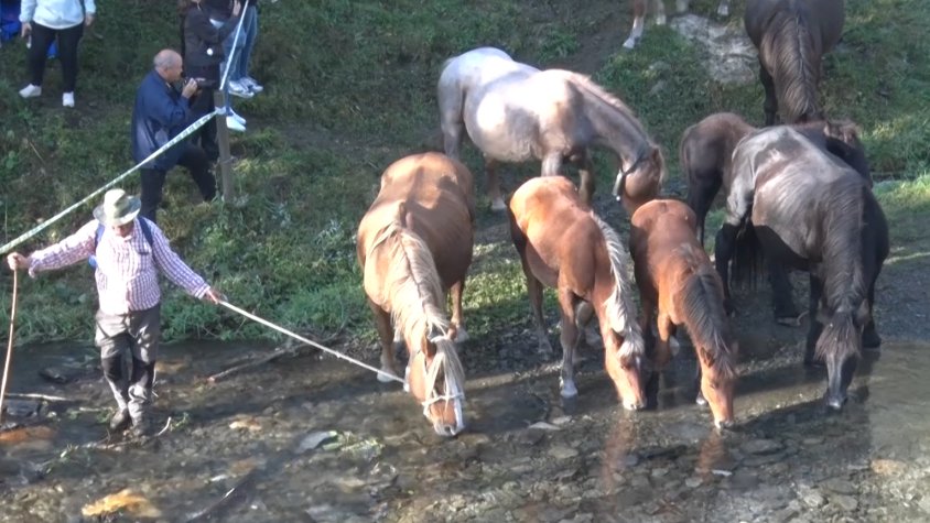 Els cavalls beuen aigua a la vora del riu