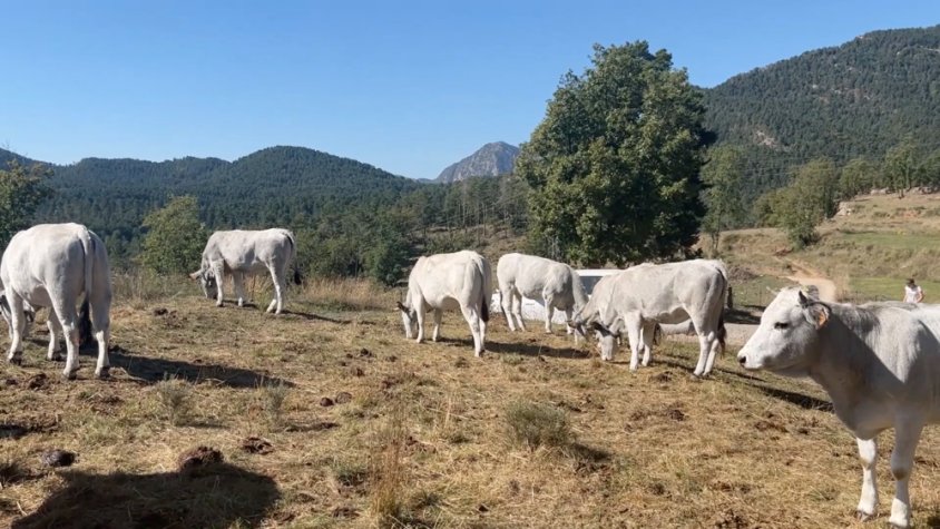 Preocupació a les Lloses perla caça elitista 