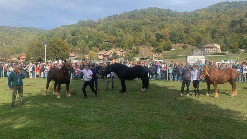 Els tres guanyadors de la categoria de sementals