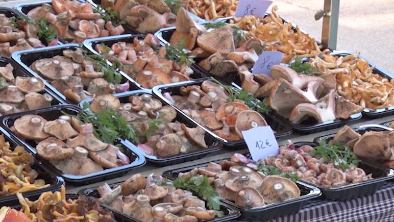 Algunes espècies de bolets surten beneficiades de la situació de sequera i d'altes temperatures