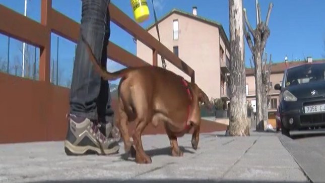 Mà dura de Campdevànol amb les actituds incíviques