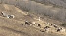 La sequera amenaça la transhumància 