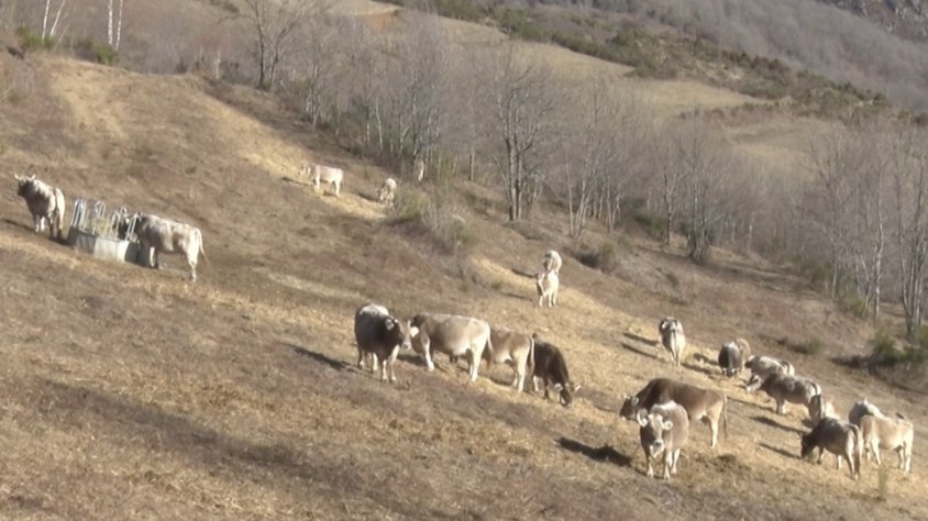 Les vaques del Mas La Moixa, a Llanars