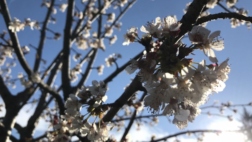 La primavera, l'època més perillosa per les al·lèrgies