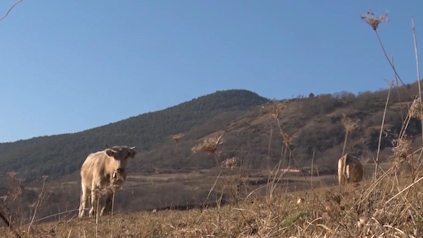 Ramaderia en imatge d'arxiu