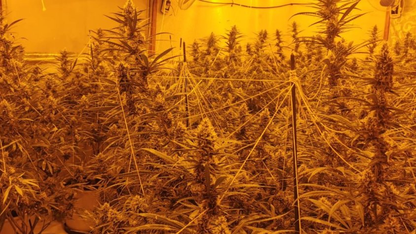 La plantació de marihuana trobada a Ripoll