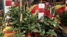Un Sant Jordi amb fred, però ben lluït al Ripollès
