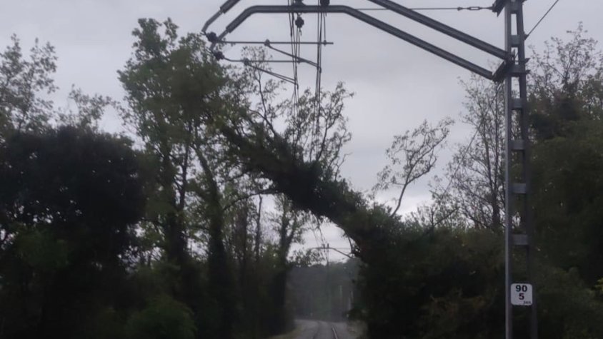 L'arbre caigut sobre la via
