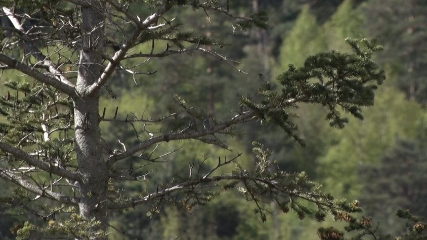 Pins negres a Queralbs