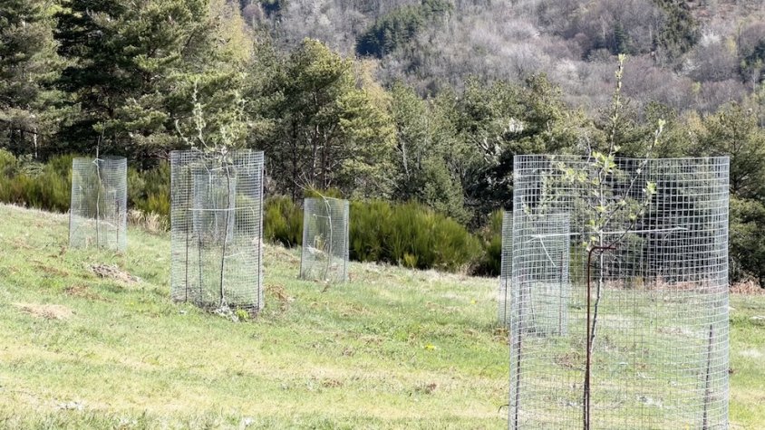 Les primeres pomeres es van plantar el 2021