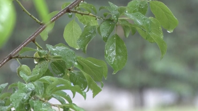 La pluja farà acte de presència a la comarca aquest estiu