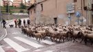 La transhumància torna pels camins del Ripollès