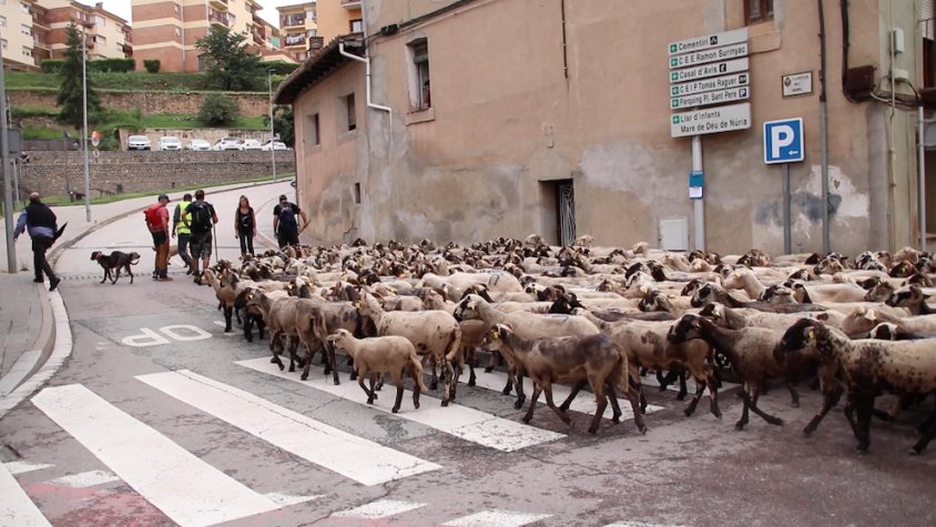 El ramat de 1.500 ovelles passa pel centre de Ripoll