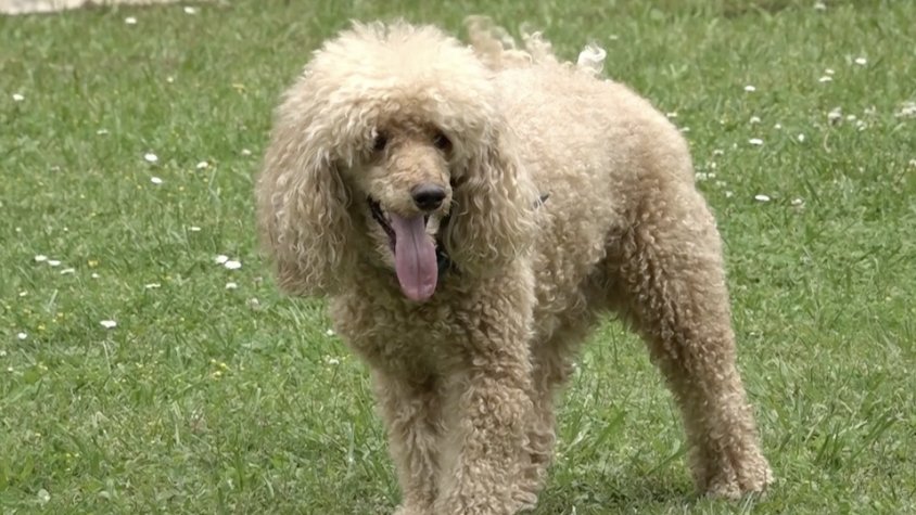 En Floki, un gos feliç