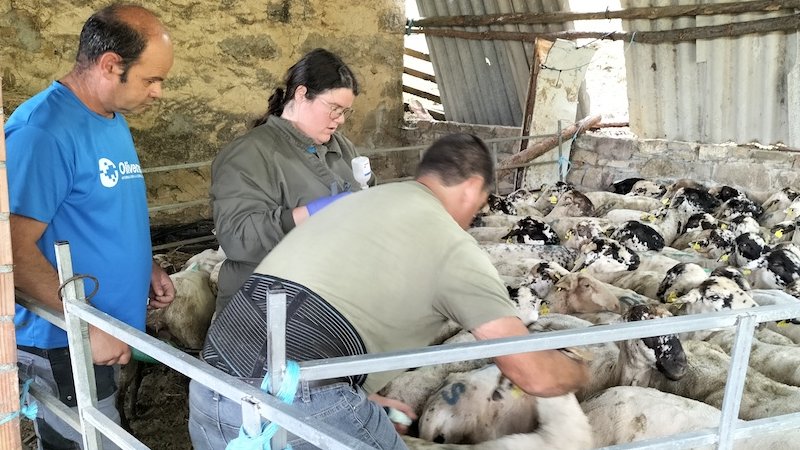 Vacunació d'una de les explotacions ubicades a Vallfogona de Ripollès