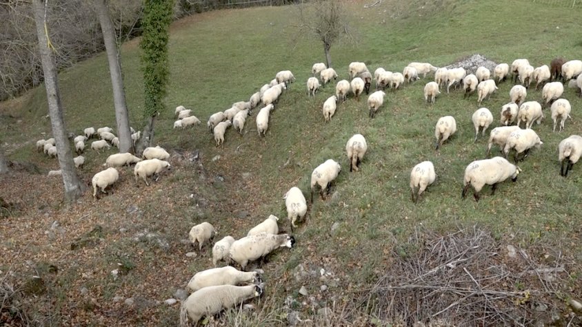 Es vol fomentar el consum de carn de xai de proximitat