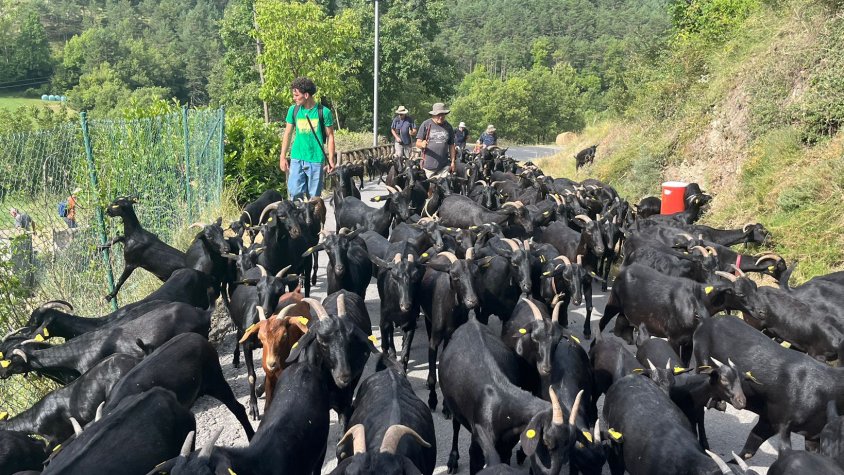 Més d'un centenar de cabres passen per Gombrèn fent la transhumància
