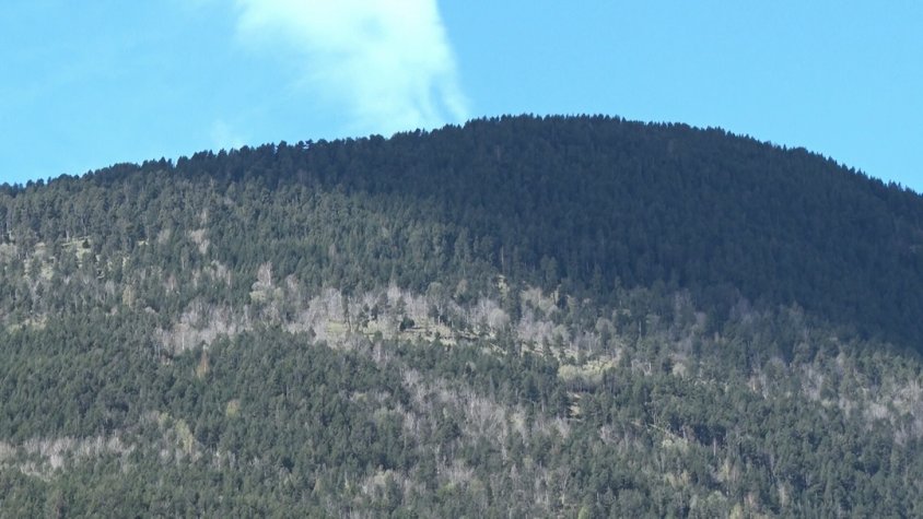 Intervenció als boscos per protegir la fauna del Ripollès