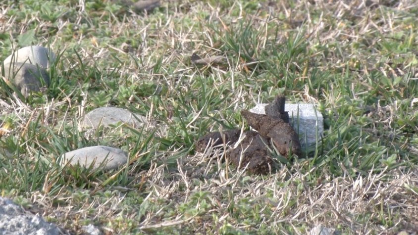 Les defecacions dels gossos embruten els carrers de la vila