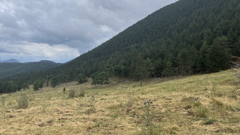 L'obertura d'espais d'alta muntanya per millorar la biodiversitat i l'economia de la fusta