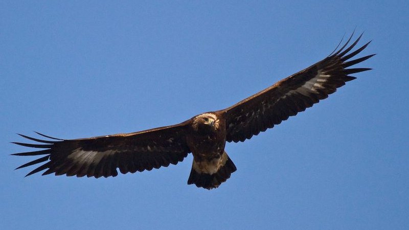 Exemplar d'àguila daurada | Parc Natural de les Capçaleres del Ter i del Freser