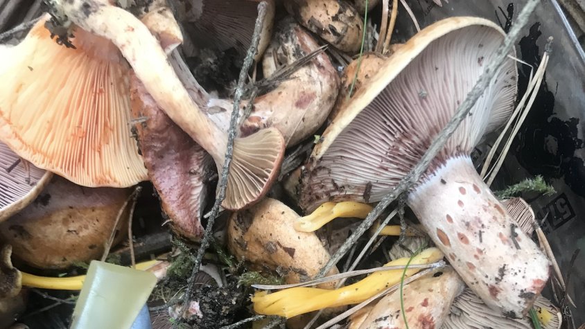 Una collita de rovellons