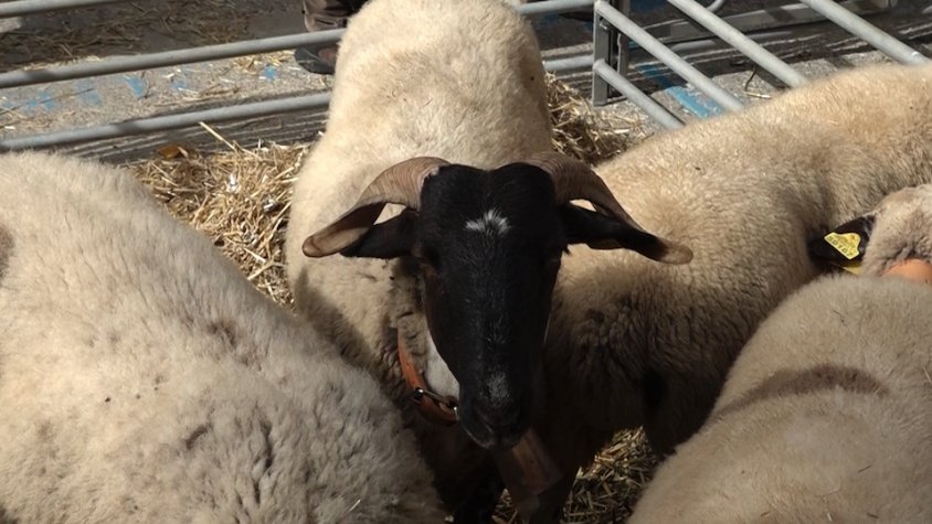 La fira de Santa Teresa premia per primer cop una xaia com a millor exemplar