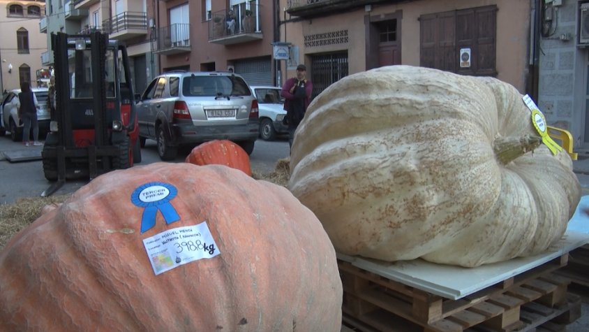 Les carbasses guanyadores