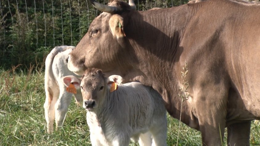 Preocupació per la Malaltia Hemorràgica Epizoòtica entre els ramaders