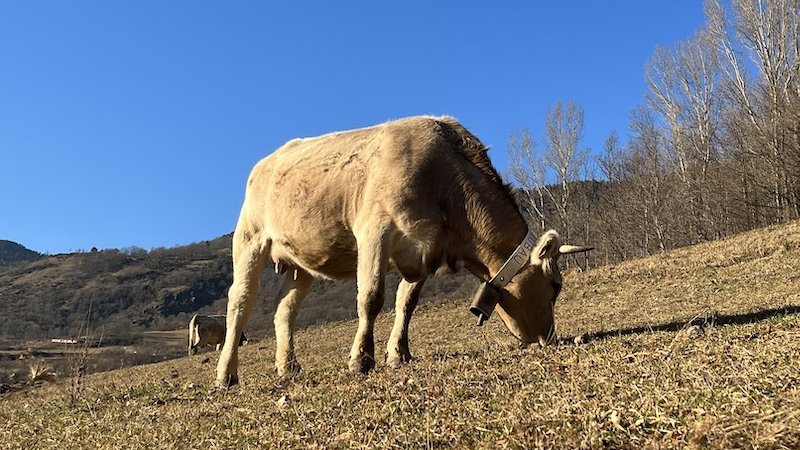El sector boví podria ser un dels més afectats