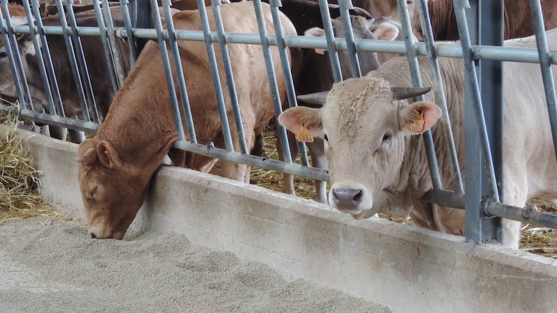 L'empresa campdevanolenca produeix, elabora i distribueix carn ecològica