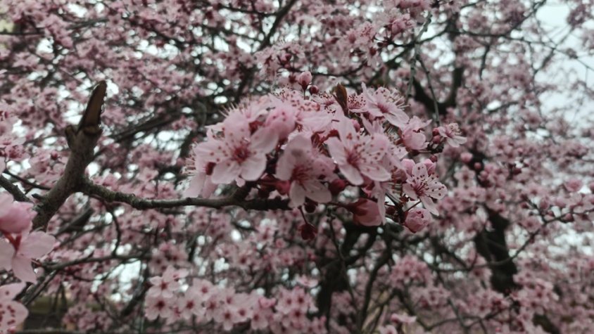 Una primavera que apunta més al·lèrgica